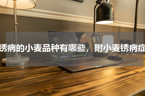 抗锈病的小麦品种有哪些，附小麦锈病症状