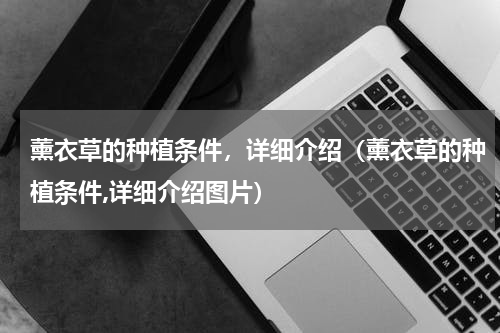 薰衣草的种植条件，详细介绍（薰衣草的种植条件,详细介绍图片）