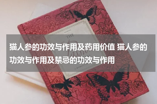 猫人参的功效与作用及药用价值 猫人参的功效与作用及禁忌的功效与作用