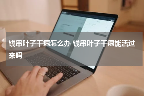 钱串叶子干瘪怎么办 钱串叶子干瘪能活过来吗