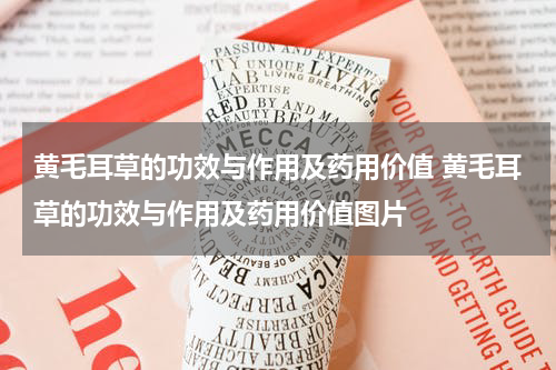 黄毛耳草的功效与作用及药用价值 黄毛耳草的功效与作用及药用价值图片