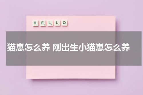 猫崽怎么养 刚出生小猫崽怎么养
