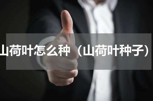 山荷叶怎么种（山荷叶种子）