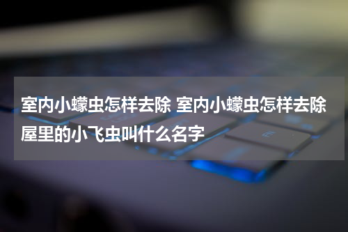 室内小蠓虫怎样去除 室内小蠓虫怎样去除屋里的小飞虫叫什么名字