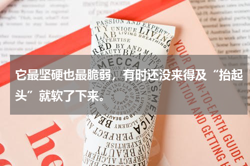 它最坚硬也最脆弱，有时还没来得及“抬起头”就软了下来。