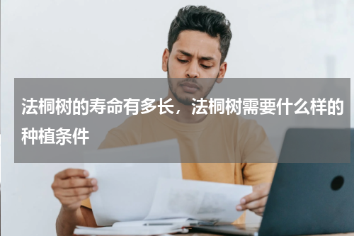 法桐树的寿命有多长，法桐树需要什么样的种植条件