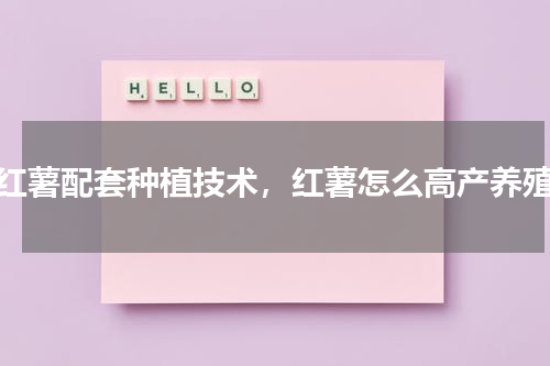 红薯配套种植技术，红薯怎么高产养殖