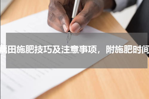 藕田施肥技巧及注意事项，附施肥时间