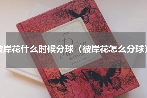 彼岸花什么时候分球（彼岸花怎么分球）