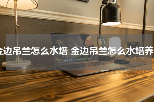 金边吊兰怎么水培 金边吊兰怎么水培养