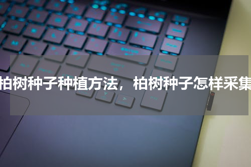 柏树种子种植方法，柏树种子怎样采集