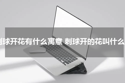 刺球开花有什么寓意 刺球开的花叫什么