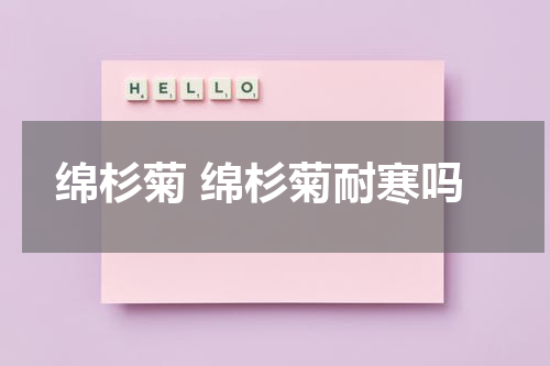 绵杉菊 绵杉菊耐寒吗