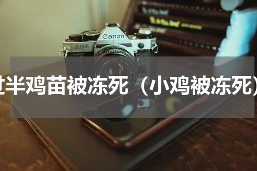 过半鸡苗被冻死（小鸡被冻死）