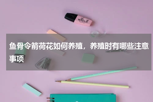 鱼骨令箭荷花如何养殖，养殖时有哪些注意事项