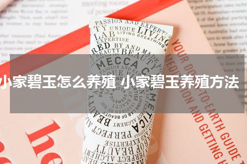 小家碧玉怎么养殖 小家碧玉养殖方法