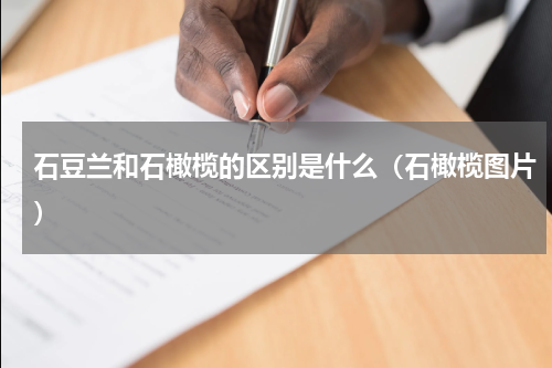 石豆兰和石橄榄的区别是什么（石橄榄图片）