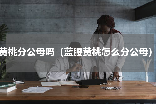 黄桃分公母吗（蓝腰黄桃怎么分公母）