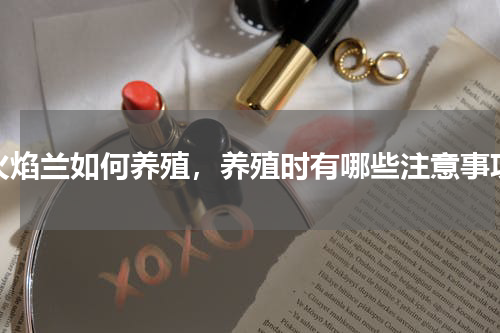 火焰兰如何养殖，养殖时有哪些注意事项