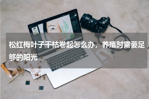 松红梅叶子干枯卷起怎么办，养殖时需要足够的阳光