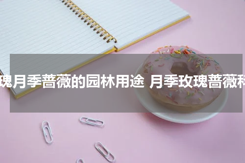 玫瑰月季蔷薇的园林用途 月季玫瑰蔷薇科