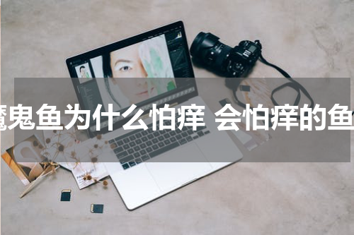 魔鬼鱼为什么怕痒 会怕痒的鱼