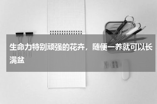 生命力特别顽强的花卉，随便一养就可以长满盆