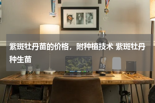 紫斑牡丹苗的价格，附种植技术 紫斑牡丹种生苗