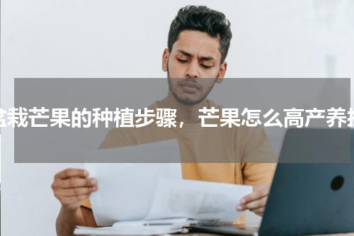 盆栽芒果的种植步骤，芒果怎么高产养护