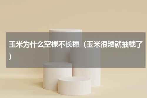 玉米为什么空棵不长穗（玉米很矮就抽穗了）