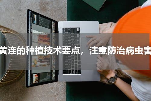 黄连的种植技术要点，注意防治病虫害