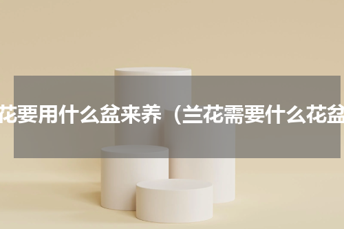 兰花要用什么盆来养（兰花需要什么花盆）