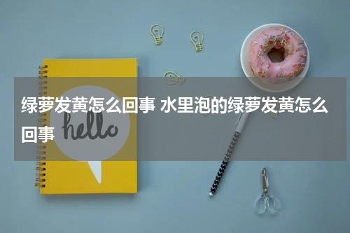 绿萝发黄怎么回事 水里泡的绿萝发黄怎么回事